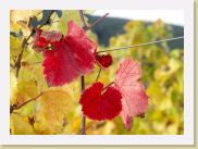 2006-10-21_16-14-43_octobre_130,0mm_1_250_eme_DiMAGE A2 * 2398 x 1731 * (996KB)